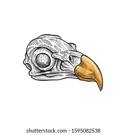 Eagle Skull. Hand Drawn Illustration vector