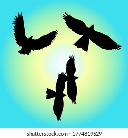 Eagle in the sky. Black bird silhouettes set
