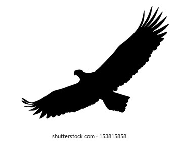 Eagle soaring with wings opened wide.