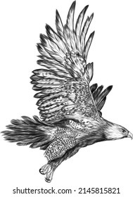 eagle with spread wings black and white sketch American vector illustration
