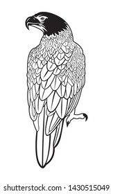 Eagle that is waiting for prey. With black and white colors.