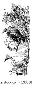 Águila en árbol, esta imagen muestra un águila sentada en una rama de árbol, dibujo de línea vintage o ilustración de grabado