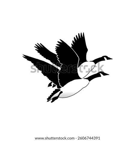 Eagle, tuntuni, katbirali, Two geese in flight, black and white illustration
