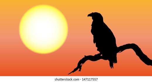 eagle | vector