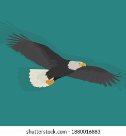 Eagle vector art and graphics