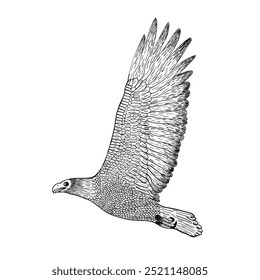 Eagle arte vetorial e ilustração com estilo vintage