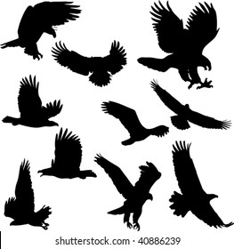 Eagle vector collection set