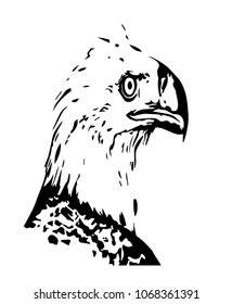 Eagle vector graphic art.