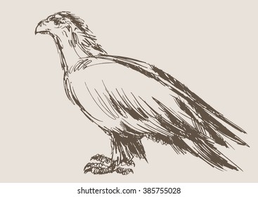 eagle vector, hand draw sketch 