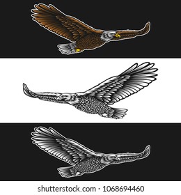 Eagle vector illustration