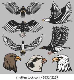 Eagle vector illustration.