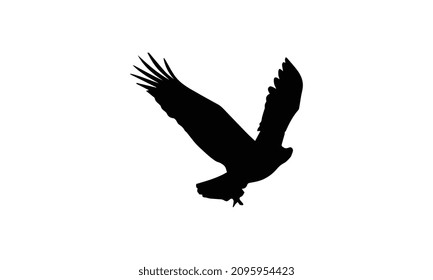 eagle vector illustration black and white design