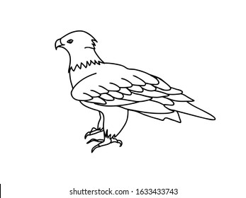 Eagle vector illustration. Hawk, standing in profile, black and white line drawing. 
