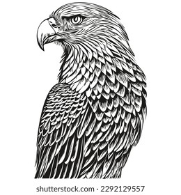 eagle vector illustration line art drawing black and white bird
