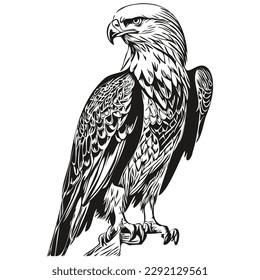 eagle vector illustration line art drawing black and white bird
