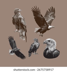 Águila, Vector de águila, ilustración de águila, dibujo de línea sobre fondo marrón.