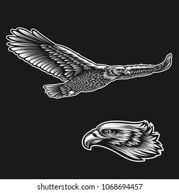 Eagle vector on dark background