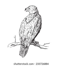 Eagle vector sketch drawing isolated on white background