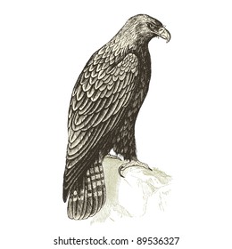 Eagle - vintage engraved illustration - "Cent récits d'histoire naturelle" by C.Delon published in 1889 France