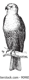 Eagle, vintage engraved illustration. Eagle perched on branch. Dictionary of words and things - Larive and Fleury - 1895.