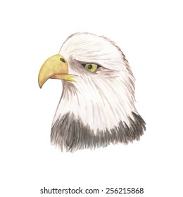 Eagle watercolor isolated bird vector