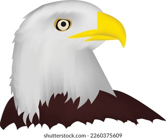 eagle who is looking at the sky