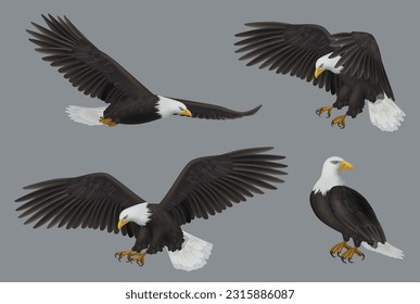 Eagle. Wild freedom aggresive bird decent vector prey eagles realistic pictures