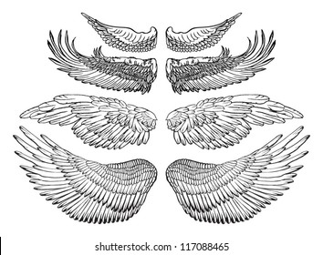 Eagle wings - vector drawing