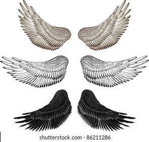 Eagle wings - vector drawing