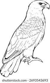 Uma águia sem cor e sem fundo.