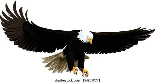 eagles fly in the sky ilustration vector