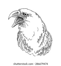 eagle's head