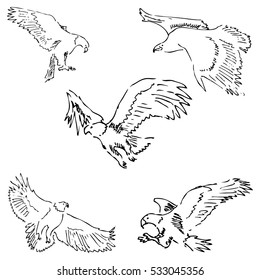 Eagles. Sketch pencil. Drawing by hand. Vector