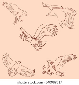 Eagles. Sketch pencil. Drawing by hand. Vintage colors. Vector