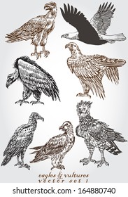 eagles & vultures 1