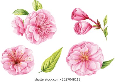ealistic sakura Japanese cherry branch with blooming flowers, Flowers hand drawn watercolor roses illustration