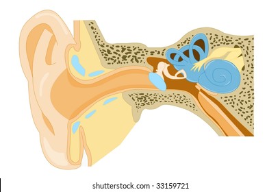 ear anatomy