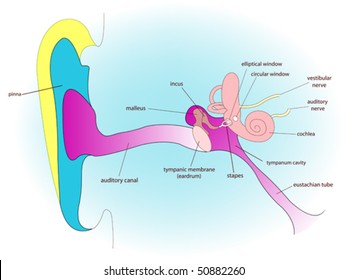ear anatomy, abstract vector art illustration