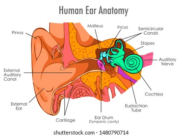 Ear anatomy. Annotated. Ear structure. Components.  Eardrum, Ossicles , three tiny bones that are attached
Cavity, also called the tympanic cavity. Brush drawing vector. Medical vector illustration