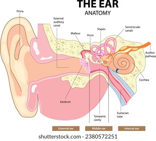 The Ear Anatomy (C Section) ENT