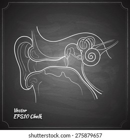 ear anatomy chalk painted on chalkboard outline vector illustration