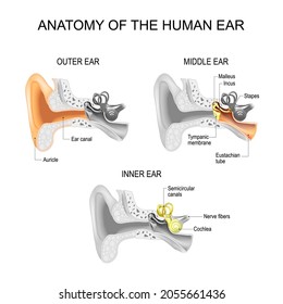 Ear anatomy. Cross section of External (outer), middle, and Inner ear opened. Close-up of human ear structure. Poster for education and medical use. Vector illustration. easy editable