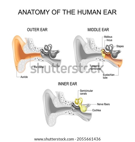 Ear anatomy. Cross section of External (outer), middle, and Inner ear opened. Close-up of human ear structure. Poster for education and medical use. Vector illustration. easy editable Foto stock © 