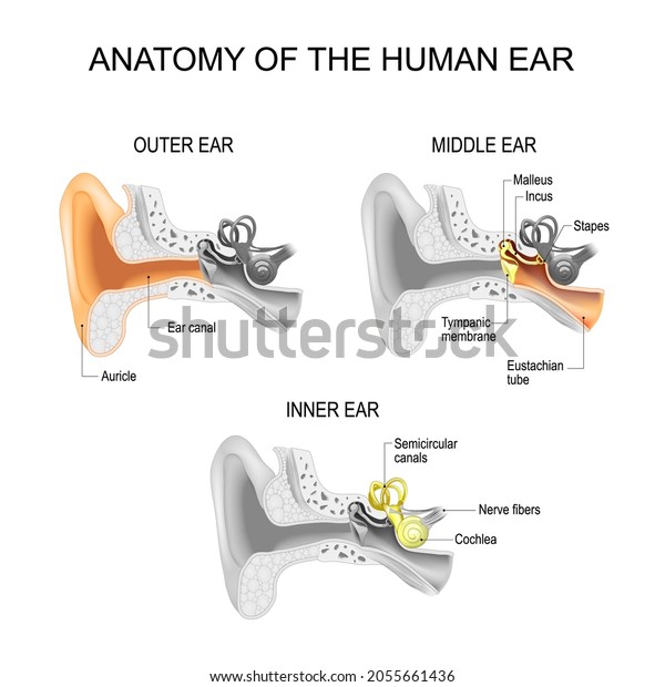 Ear
anatomy. Cross section of External (outer), middle, and Inner ear
opened. Close-up of human ear structure. Poster for education and
medical use. Vector illustration. easy
editable