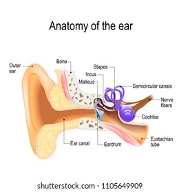Ear anatomy. Cross-section of the right external, middle, and internal ear