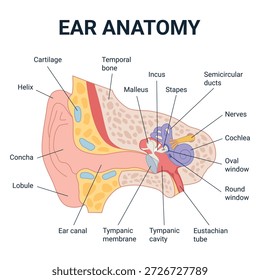 Ohr-Anatomie-Diagramm, einschließlich des äußeren, mittleren und inneren Ohrs. Vektorgrafik einzeln auf weißem Hintergrund für Präsentationen, Infografiken und Anatomieplakate.