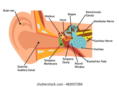 Ear anatomy diagram,vector illustration.