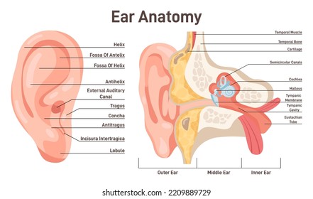 Ear anatomy. Human sound organ anatomical structure, outer, middle, inner ear. Healthy sensory and vestibular organ. Flat vector illustration