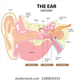 The Ear Anatomy Illustration (C Section)