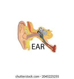 ear anatomy illustration vector isolated on white background